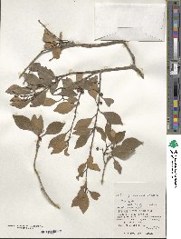 Ilex goshiensis image