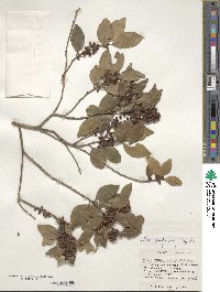 Ilex goshiensis image