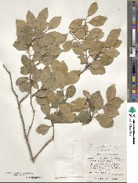 Ilex goshiensis image