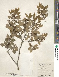 Ilex goshiensis image