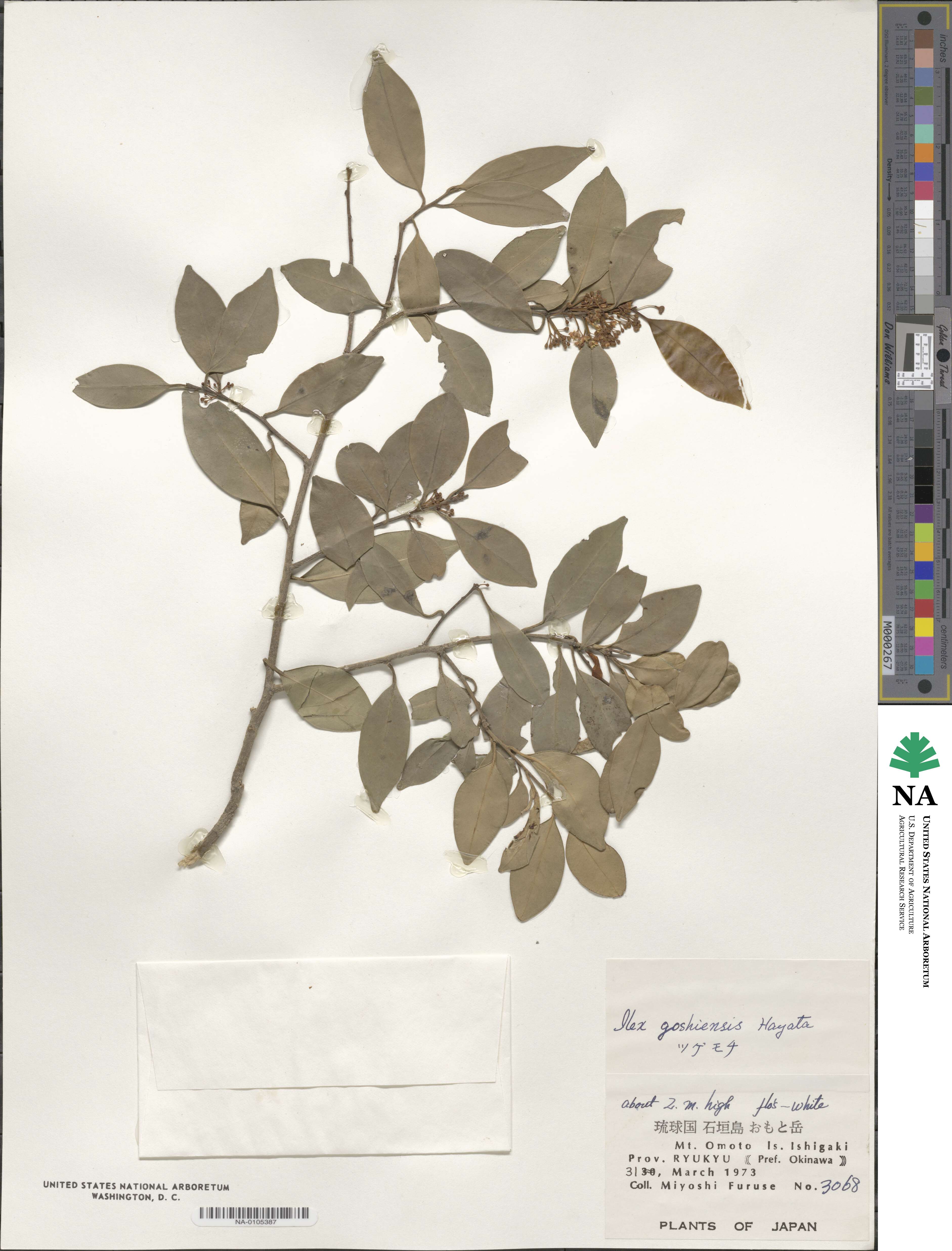 Ilex goshiensis image