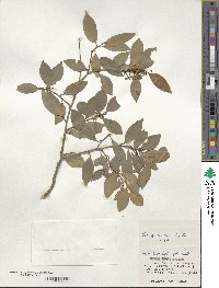 Ilex goshiensis image