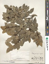 Ilex goshiensis image