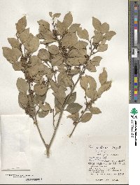 Ilex goshiensis image