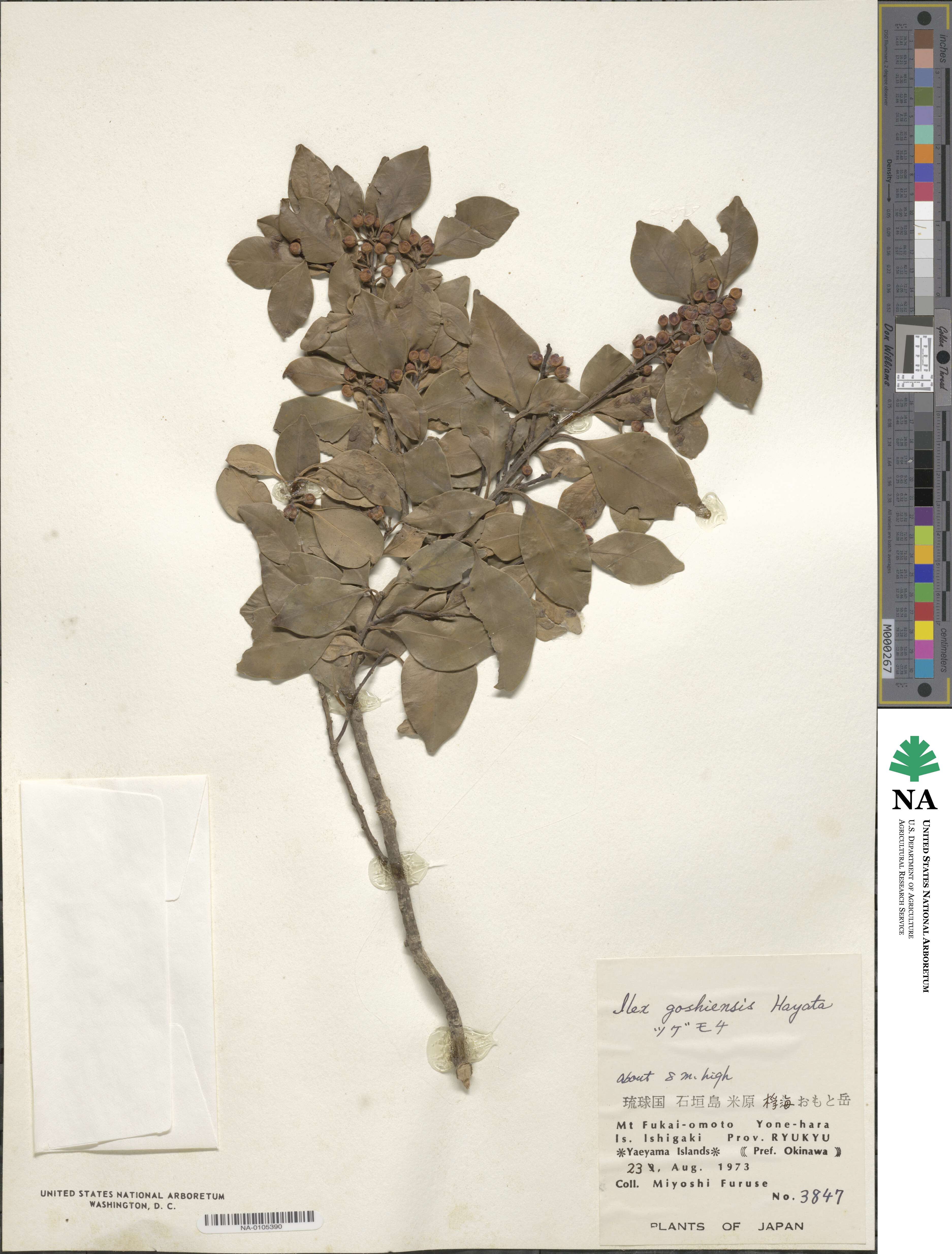 Ilex goshiensis image