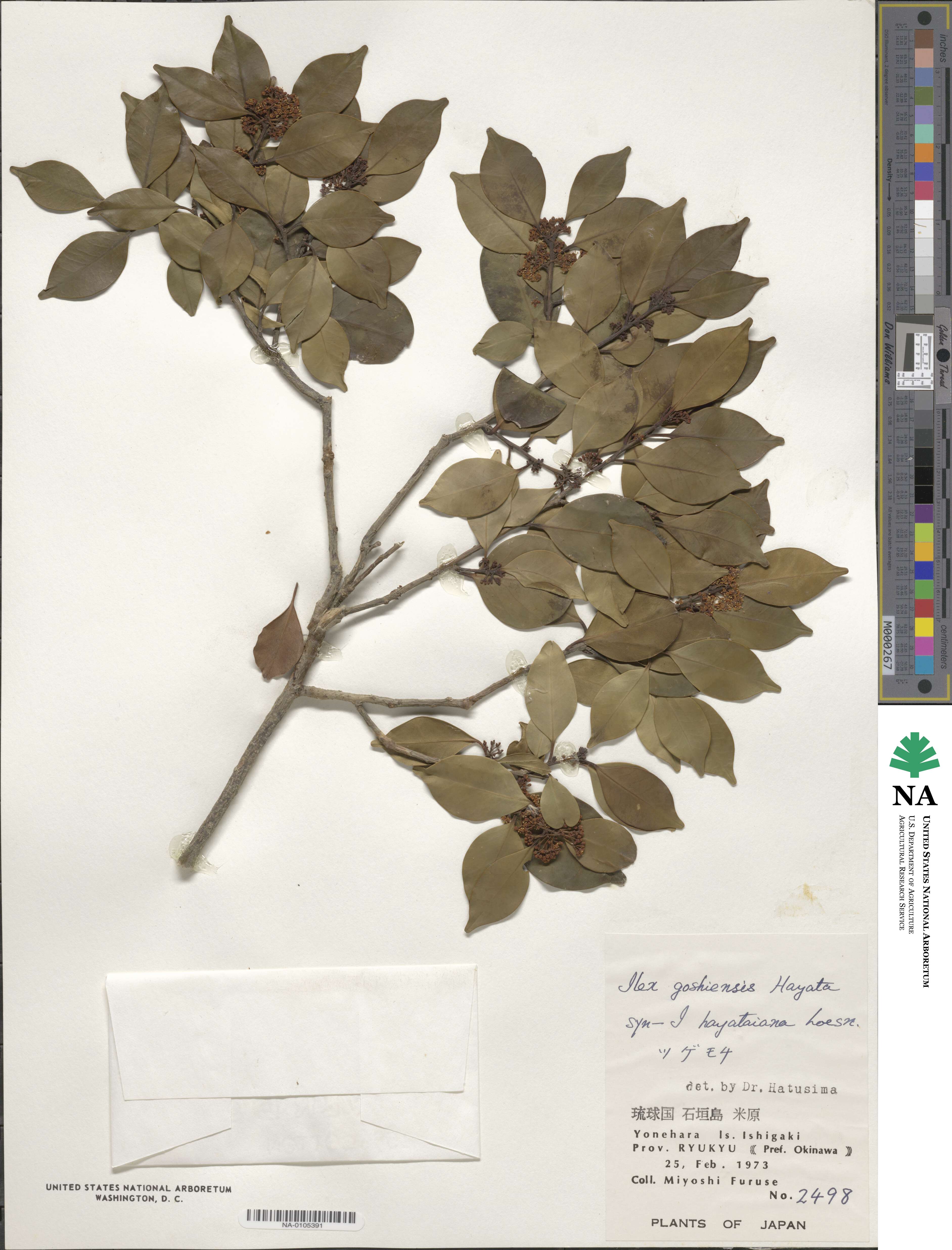 Ilex goshiensis image