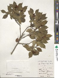 Ilex goshiensis image