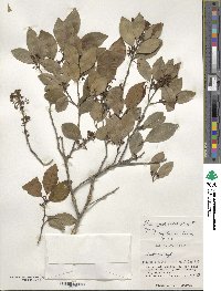 Ilex goshiensis image