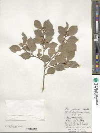 Ilex goshiensis image