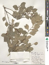 Ilex goshiensis image