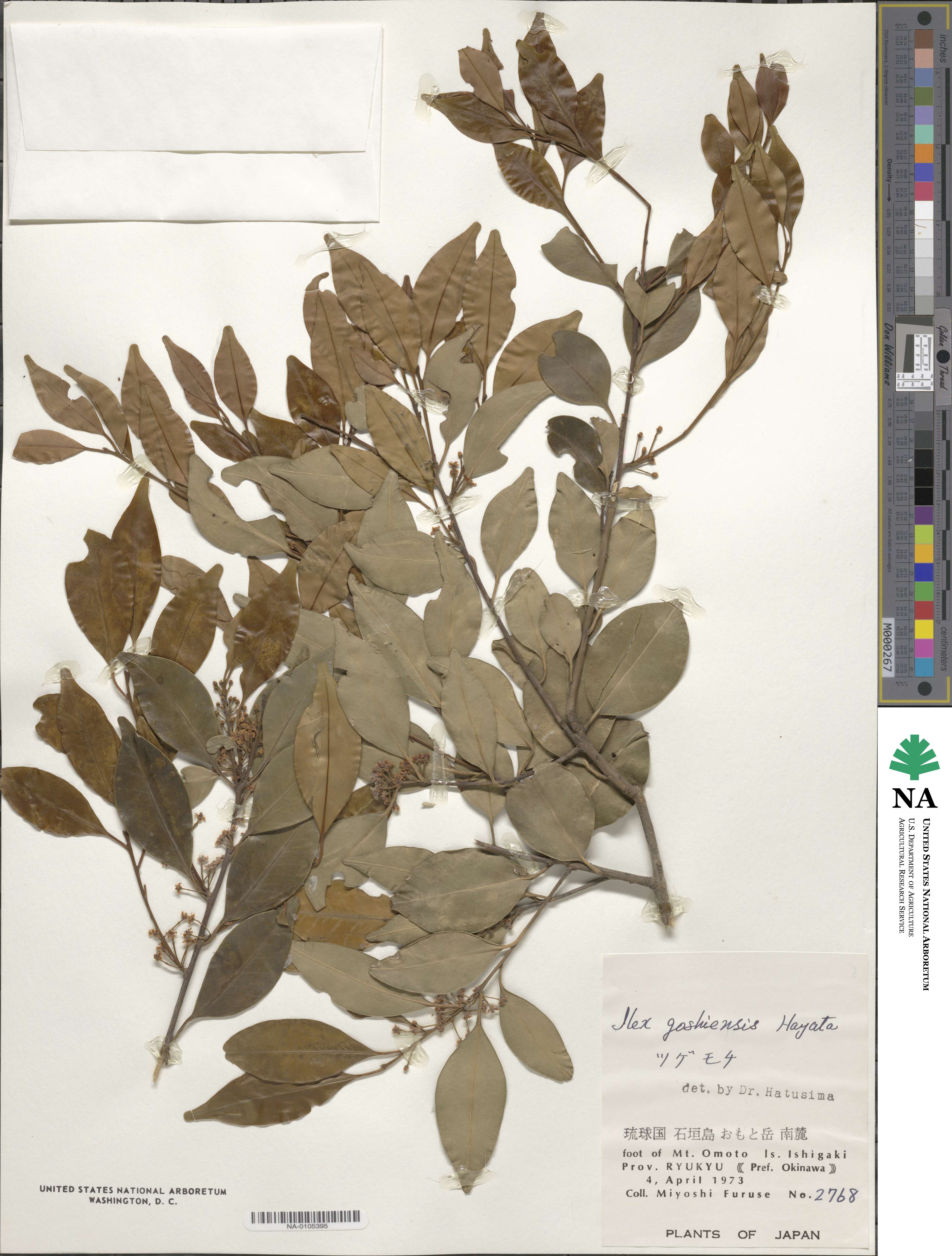 Ilex goshiensis image