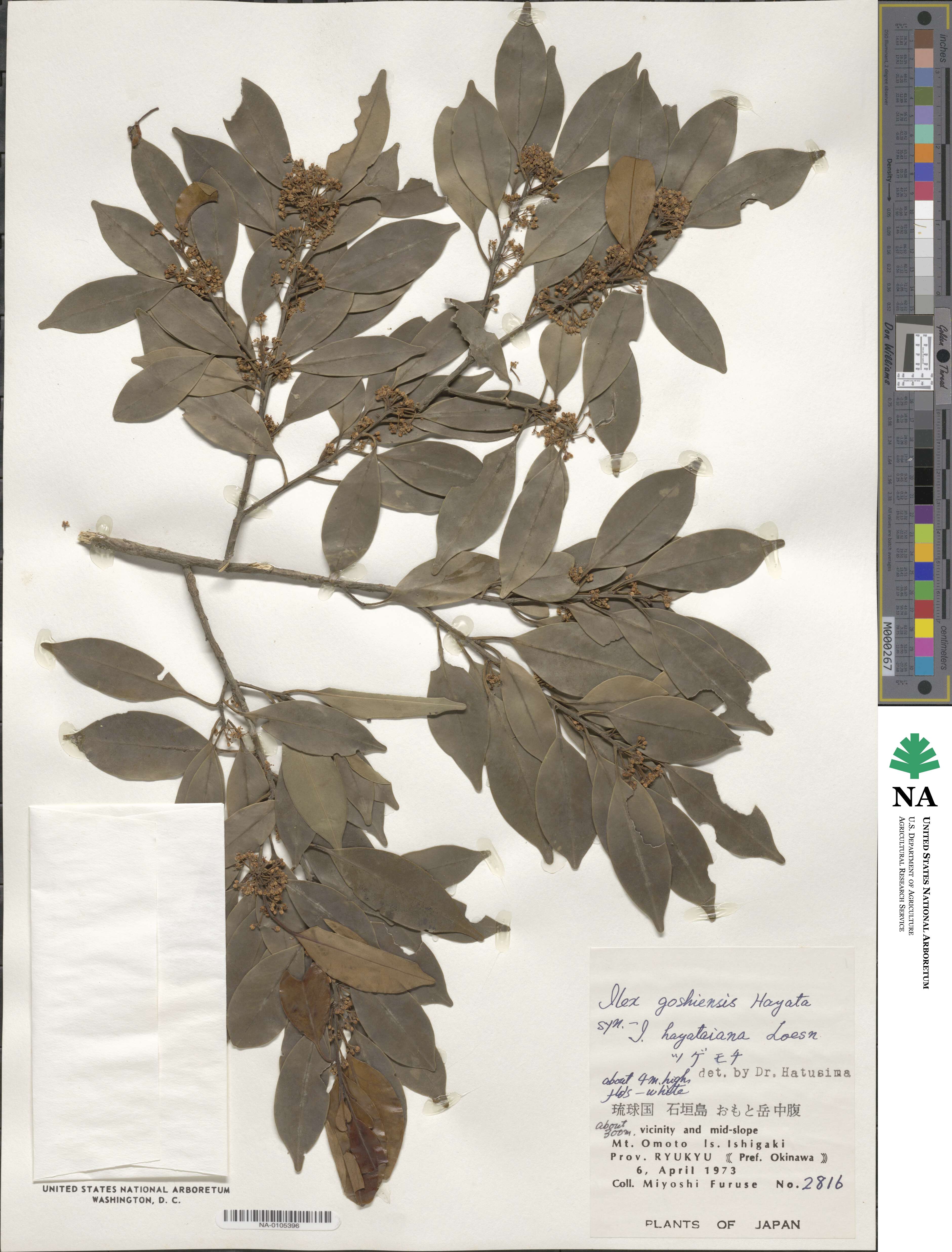 Ilex goshiensis image