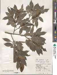 Ilex goshiensis image