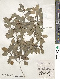 Ilex goshiensis image