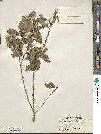 Ilex triflora image