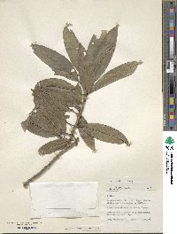 Ilex hookeri image