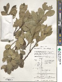 Ilex integra image