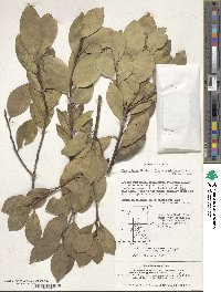 Ilex integra image