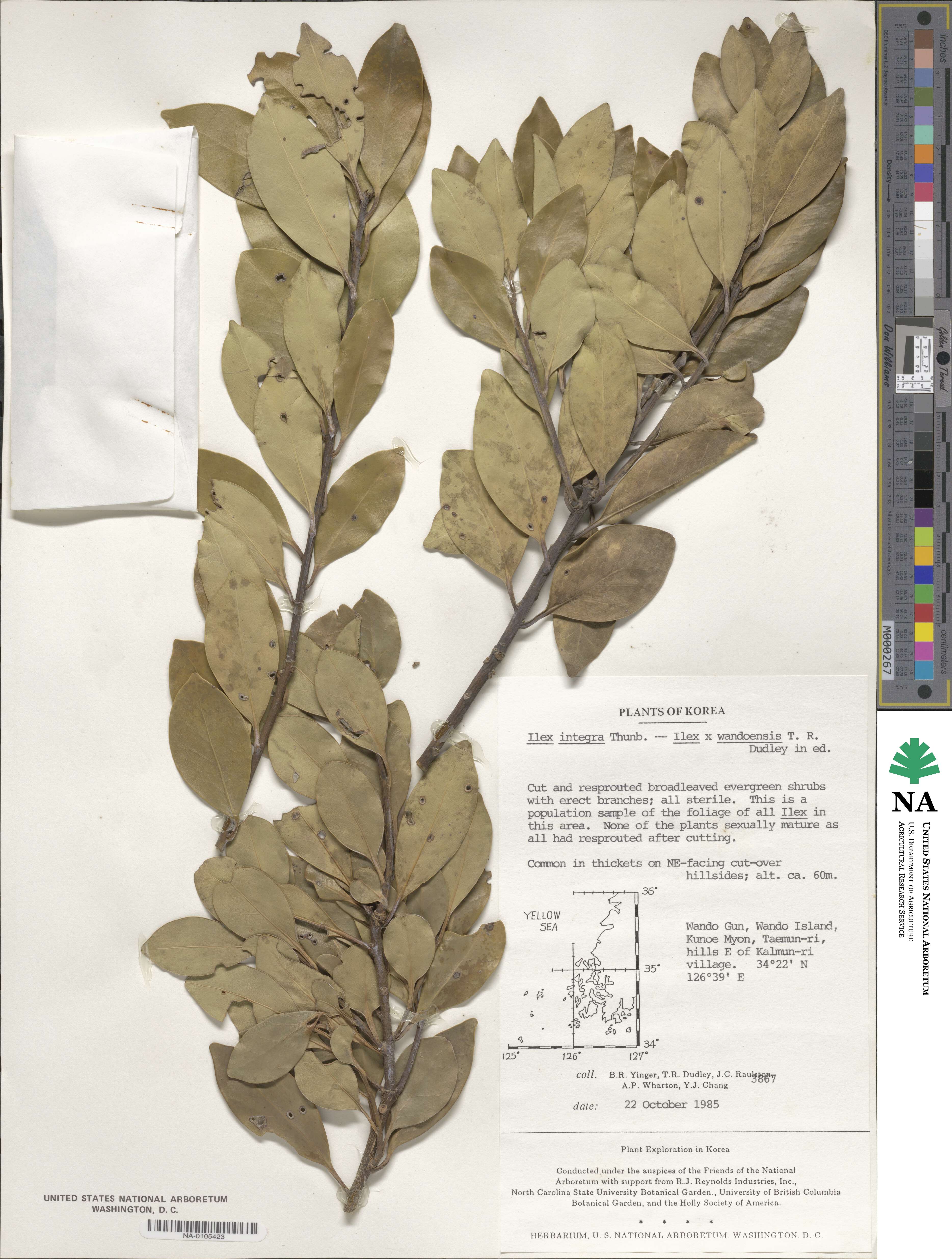 Ilex integra image