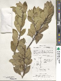 Ilex integra image