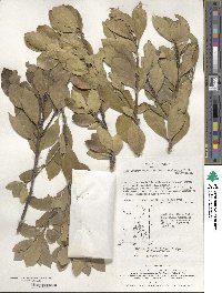 Ilex integra image