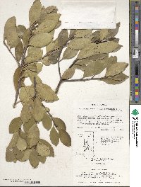 Ilex integra image