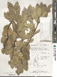 Ilex integra image