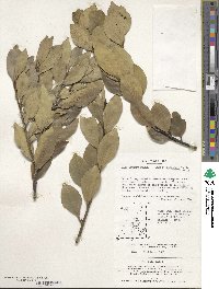 Ilex integra image