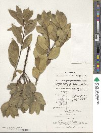 Ilex integra image