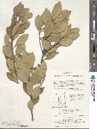 Ilex integra image