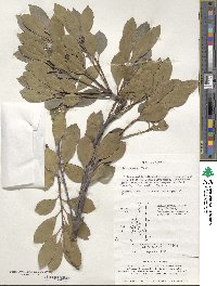 Ilex integra image