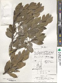 Ilex integra image