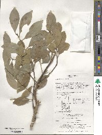 Ilex integra image