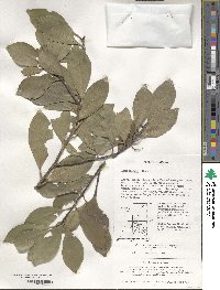 Ilex integra image