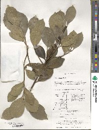 Ilex integra image