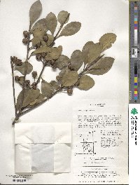 Ilex integra image