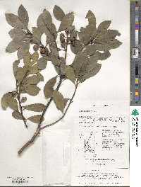 Ilex integra image