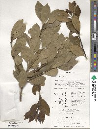 Ilex integra image