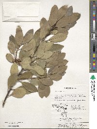 Ilex integra image