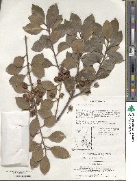 Ilex integra image