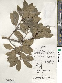 Ilex integra image