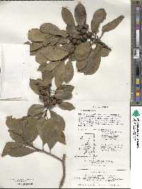 Ilex integra image