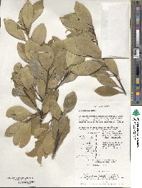 Ilex integra image