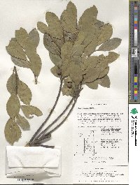 Ilex integra image