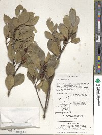 Ilex integra image