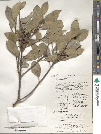 Ilex integra image