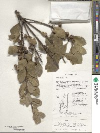 Ilex integra image