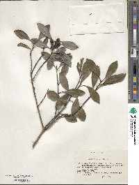 Ilex integra image