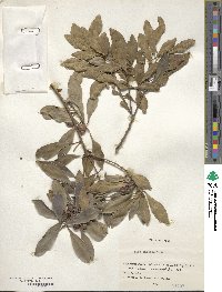 Ilex integra image