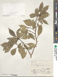 Ilex integra image